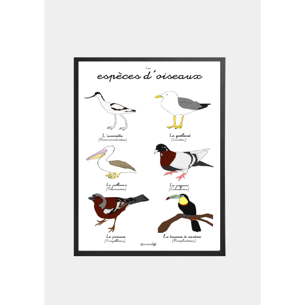 Affiche Espèces d'oiseaux (France)
