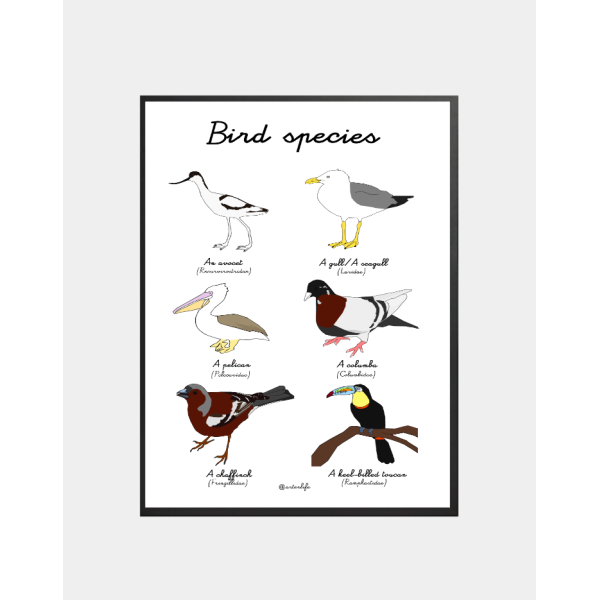 Affiche Bird species (France)