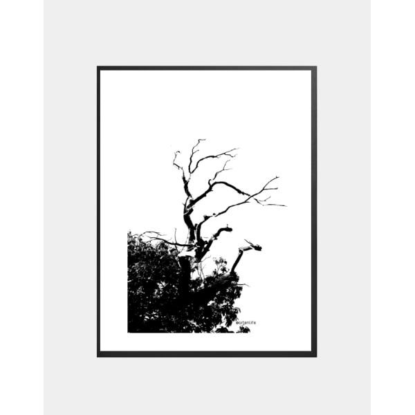Affiche Branches d'arbre (Baden)