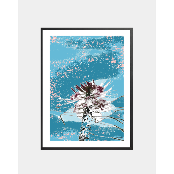 Affiche Cléome de Hassler (Bretagne) - Illustration botanique - Décoration murale Fleurs